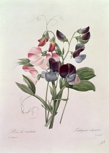 Groszek słodki (Lathyrus odoratur) wygrawerowany przez Langlois, z "Choix des Plus Belles Fleurs", 1827-33